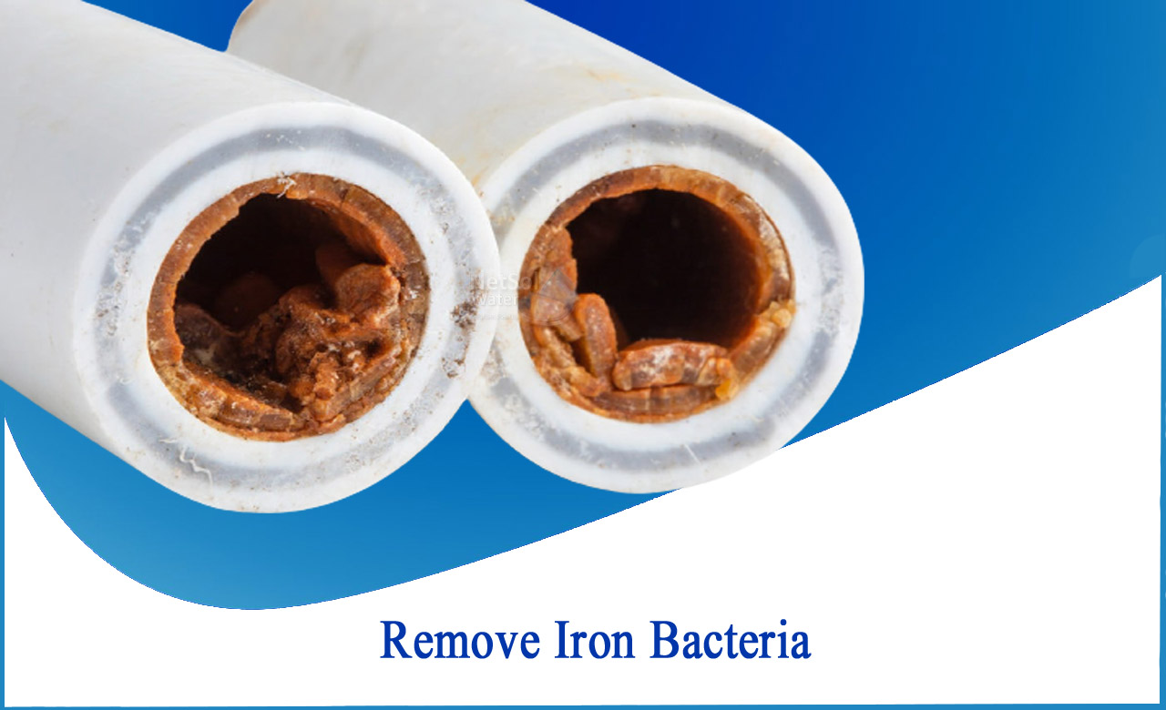 is iron bacteria harmful, will vinegar kill iron bacteria, water softener remove iron bacteria